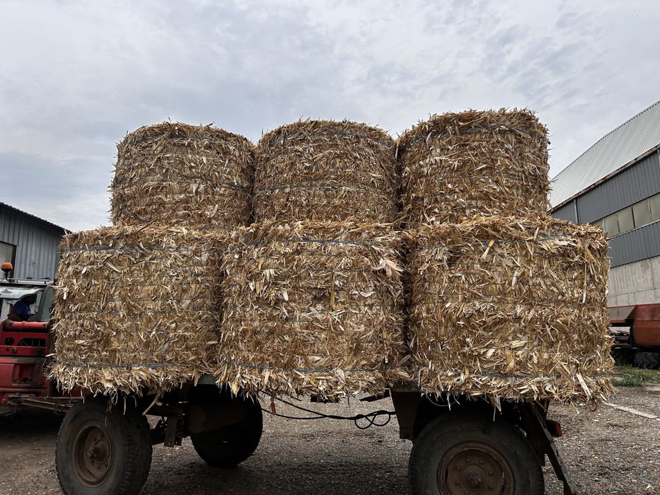 Бали Церевични 2025г.