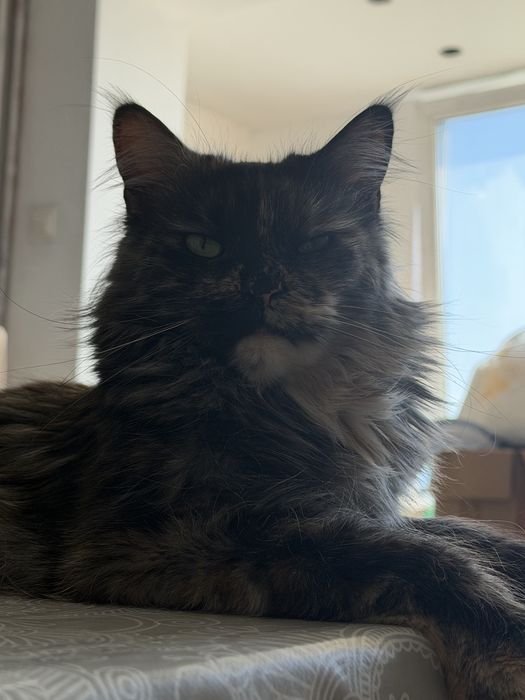 Котенца Мейн Куун