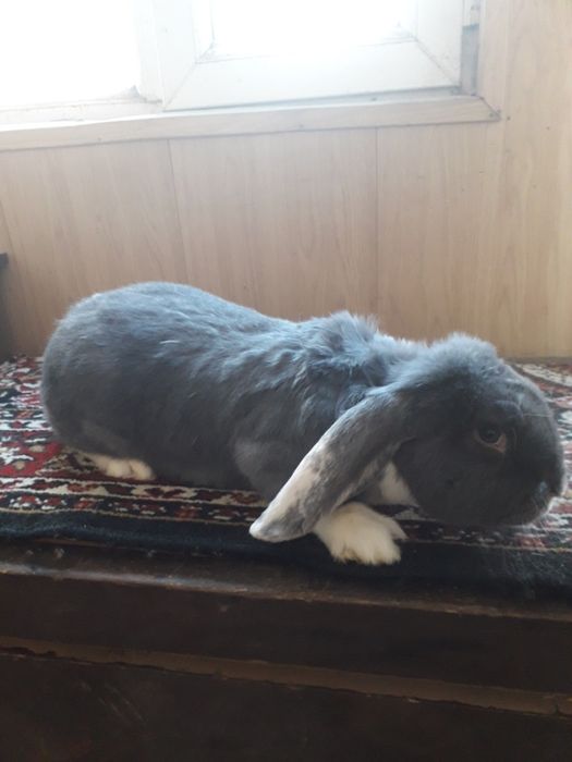 кролы фр бараны.