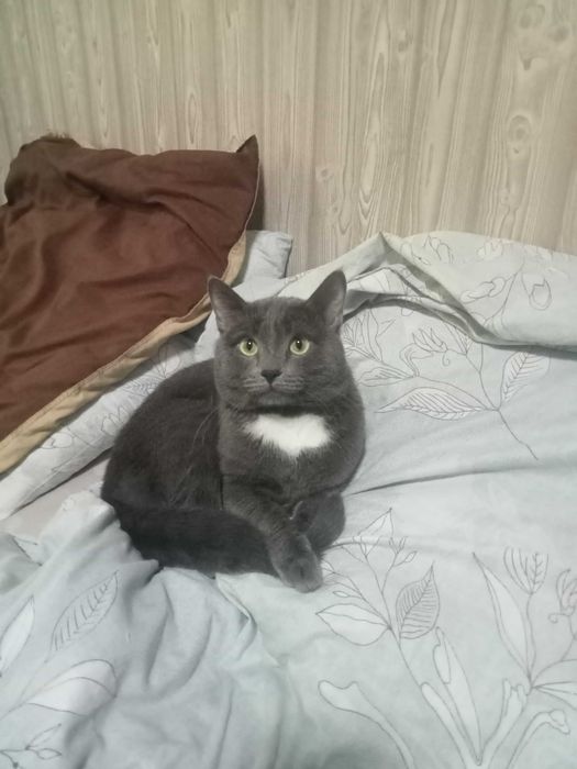 Кот в добрые руки