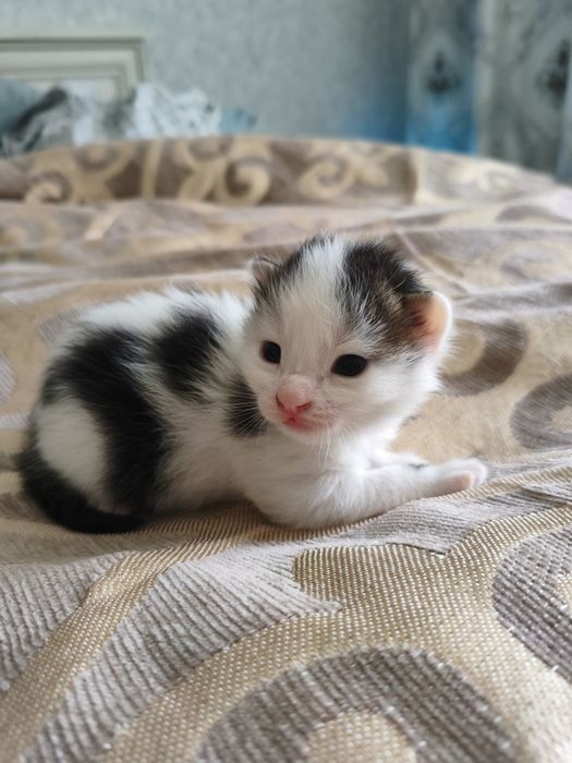 Домашние котята 2 девочки и 1 пацан