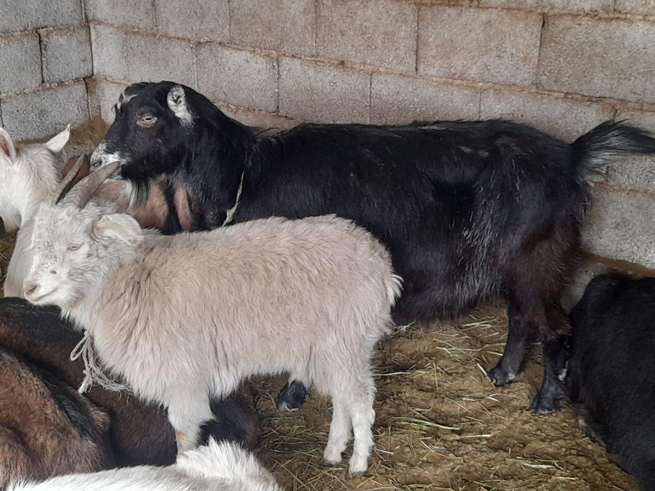 Сауынды буаз ешкилер