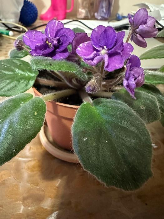 Комнатные растения