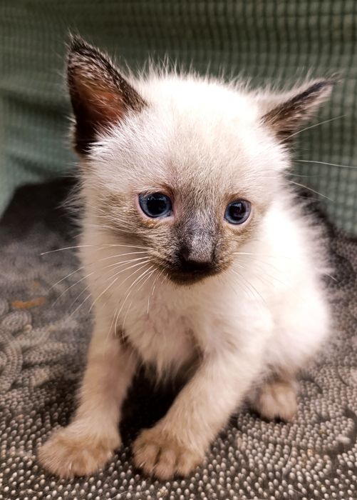 Голубоглазые котята полукровки