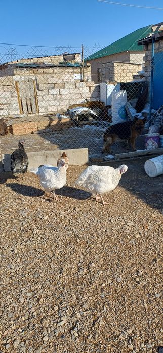 Ұрғашы индюк сатамын