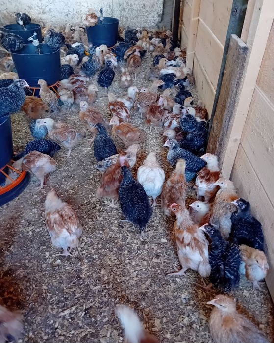 De vanzare puikute rasa mixta si pui