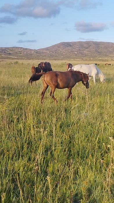 4 жасар ту биелер сатылады