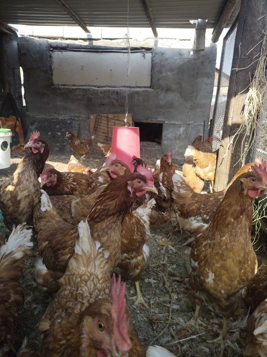 Продам кур Ломан браун