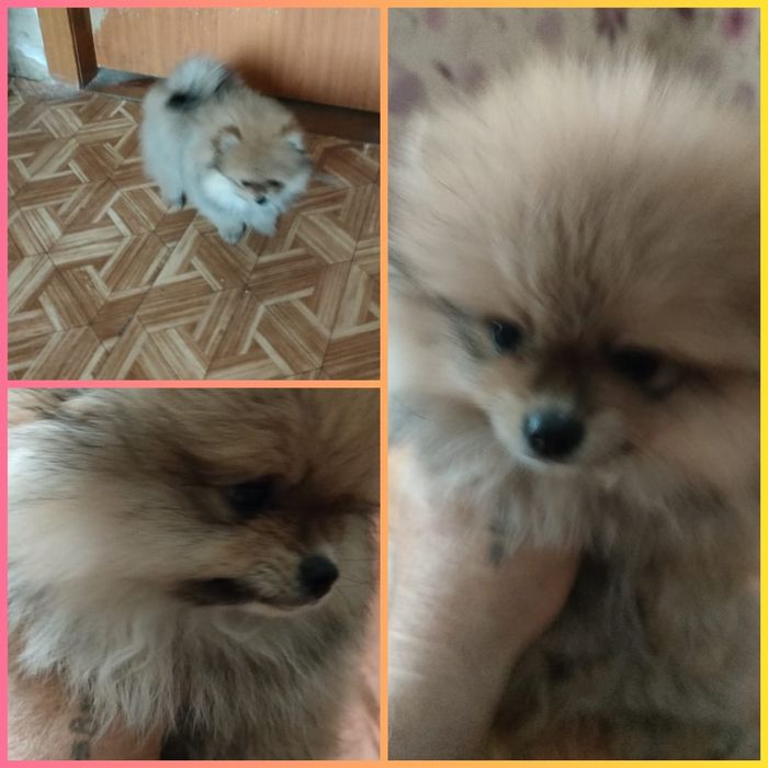 Продам щенка померанский шпиц