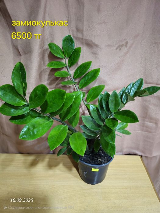 Комнатные растения