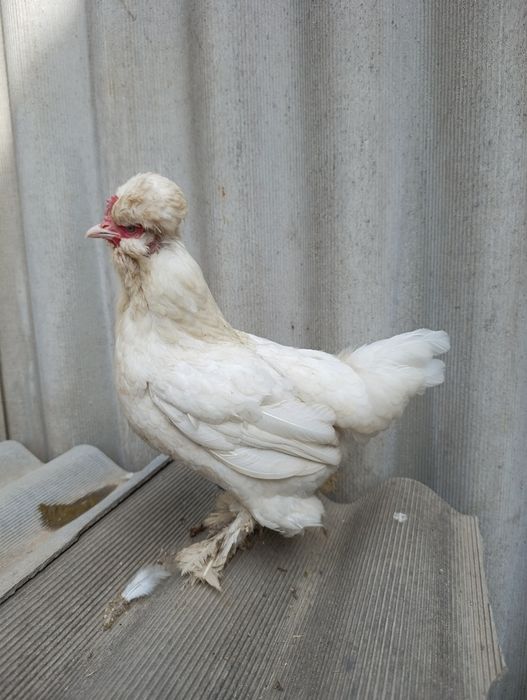 Японский Бетнамка