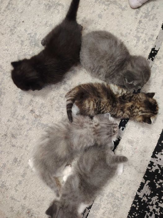 Отдам котят в добрые руки