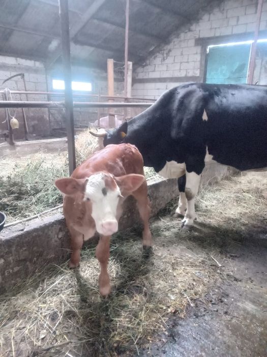 Vaca de vanzare cu vitica de 3 saptamani
