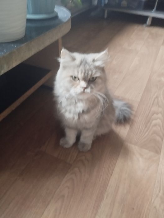 Персидские котята