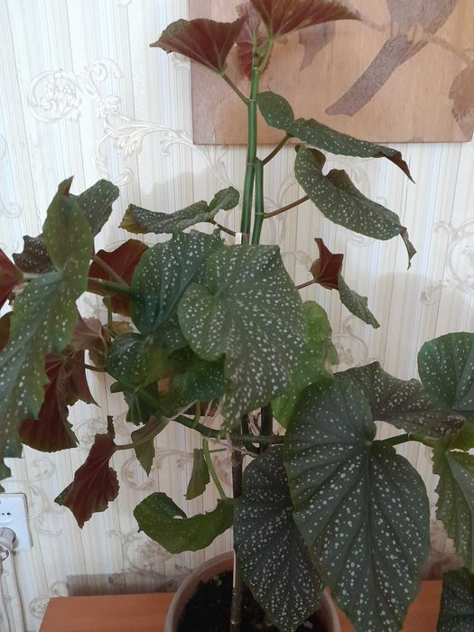 Бегонию коралловую продам