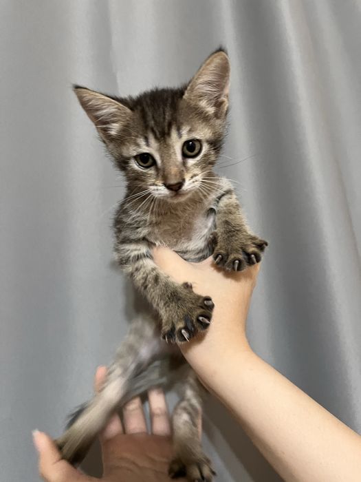 Отдам котят в добрые руки