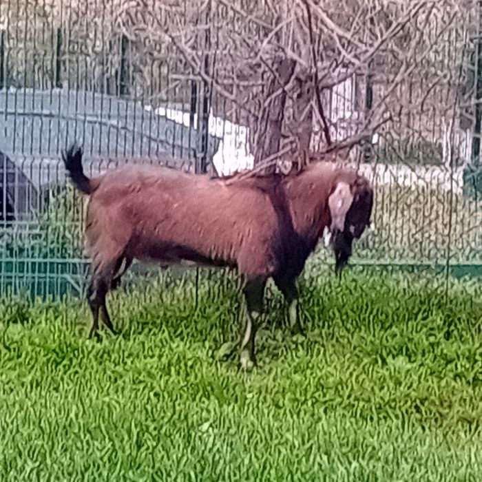 Ieduț de vânzare din capră foarte bună de lapte cel negru l