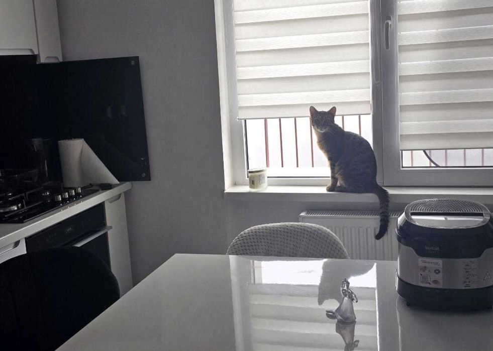 Motanel spre adoptie