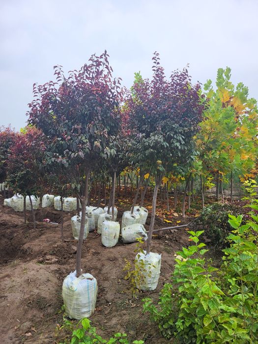 Разные декоративные деревья ёлки пальмы кусты и кустарники