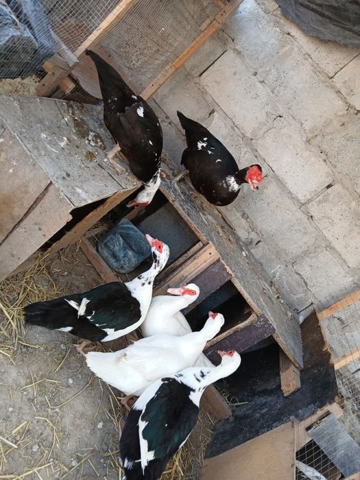 Indautkalar sotiladi modasi 200 ming nari 300 ming