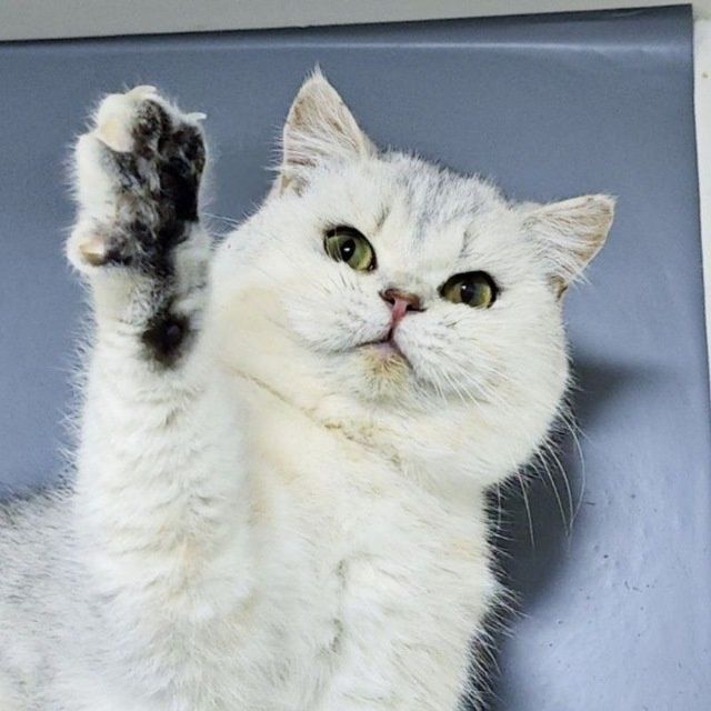 Qiz bola 50/50xomilador