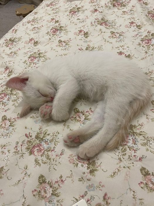 отдаем котенка Моти в добрые руки