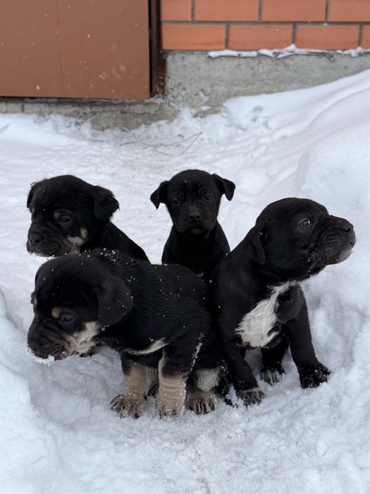 Отдам в хорошие руки