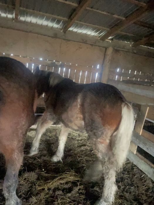 Vând  un manz  de  cinci luni jumate