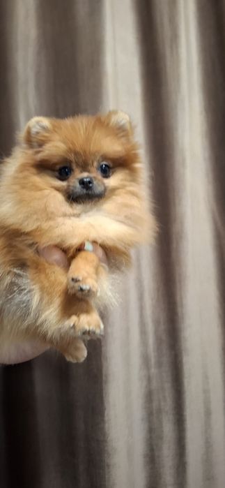 Fetita pomeranian cu pedigree fci