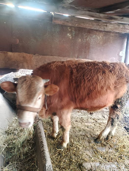 Продам бычка срочно цена 550000