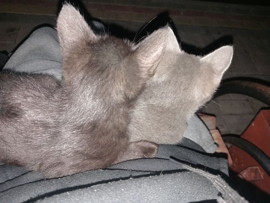 Срочно продаю двух котят