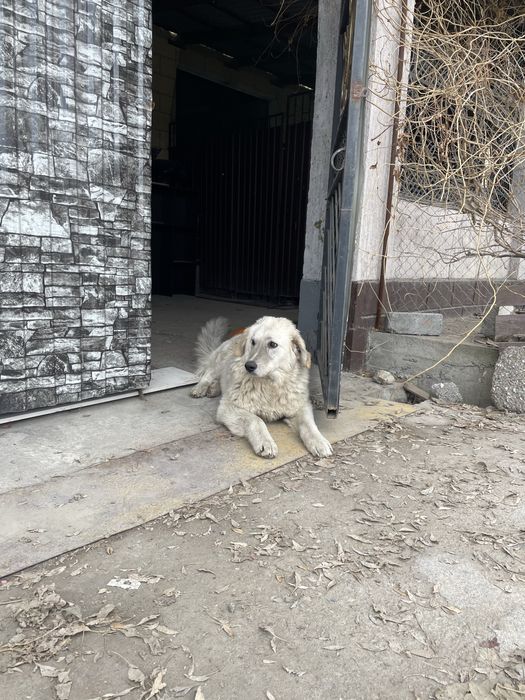 Может чей то потеряшка