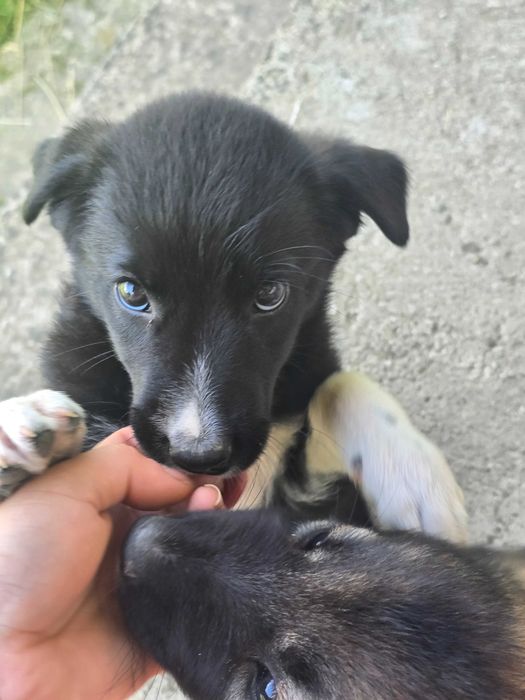 Adopție animalele