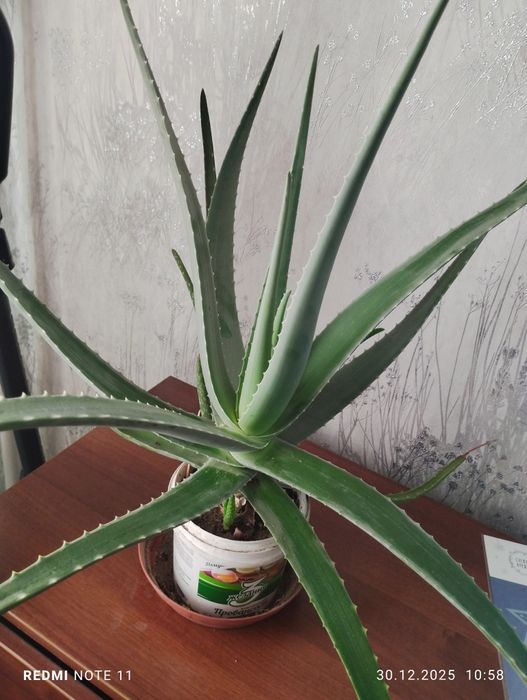 Комнатные растения