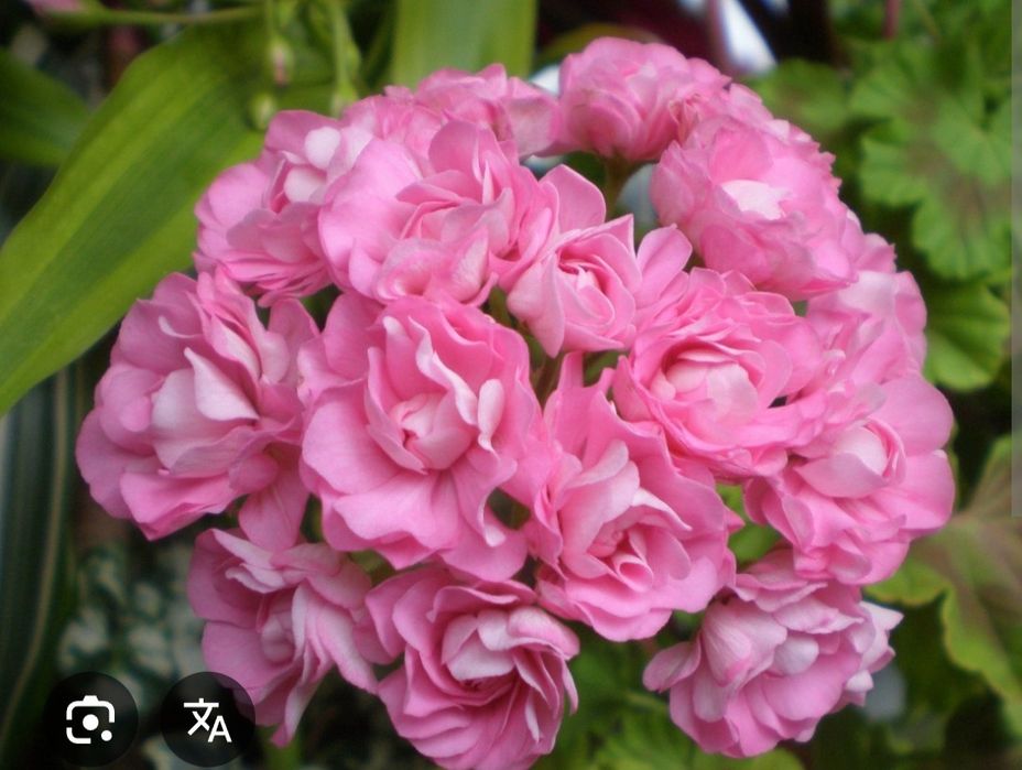 Пеларгония королевская