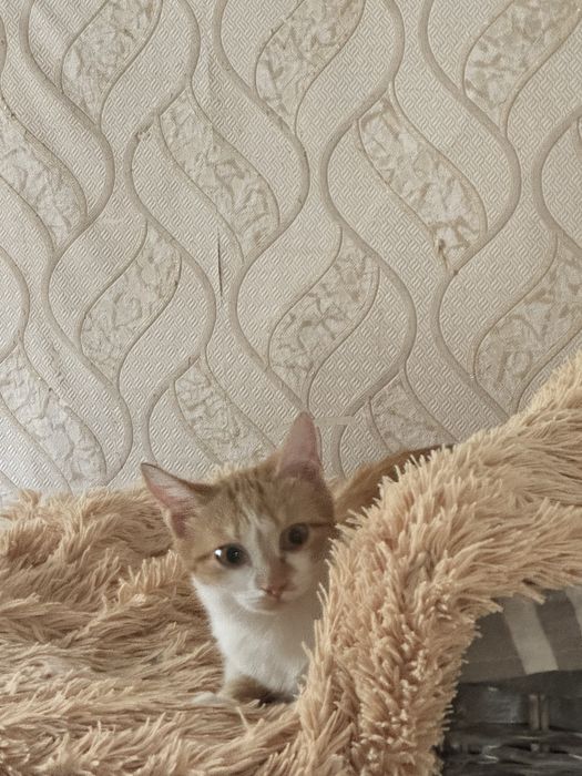 Отдам кошечку, девочку