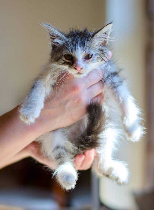 Котенок в добрые руки.
