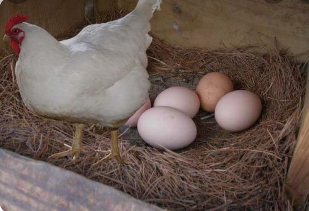 Куры несушки породы Коралл