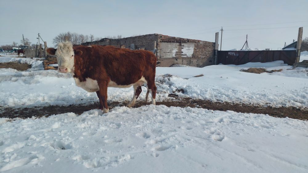 Продам быка и корову