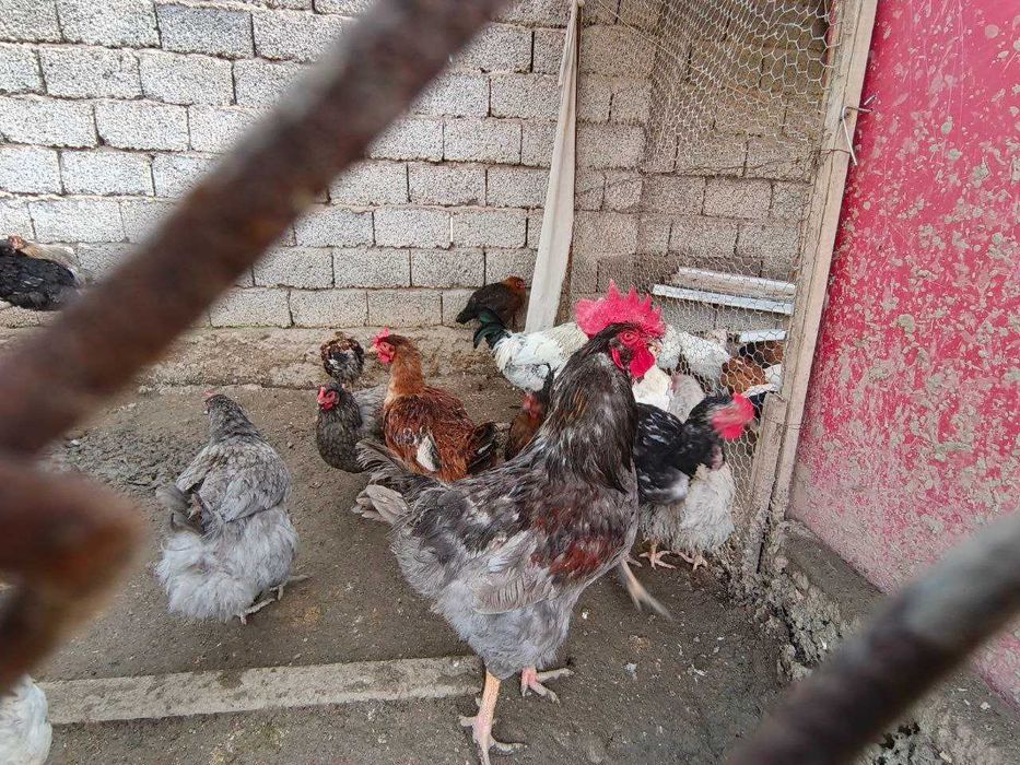 Продаются петухи