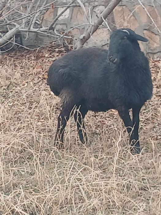 Куй.казоки кучкор.