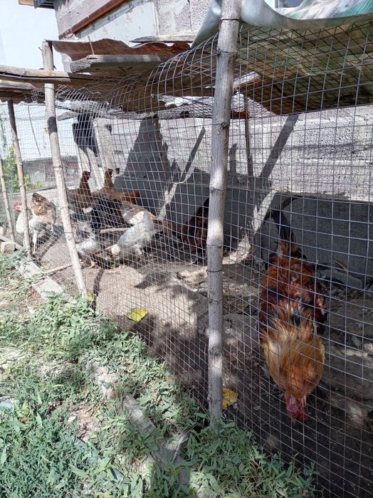 Продам куриц и петухов