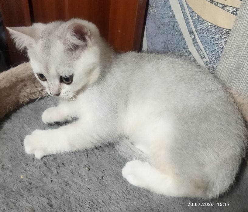 Котята серебряная шиншилла