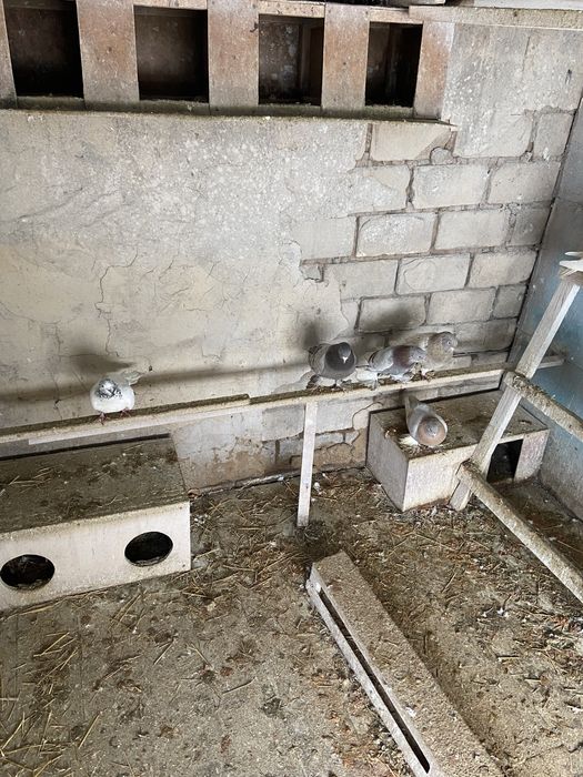 Продам голубей