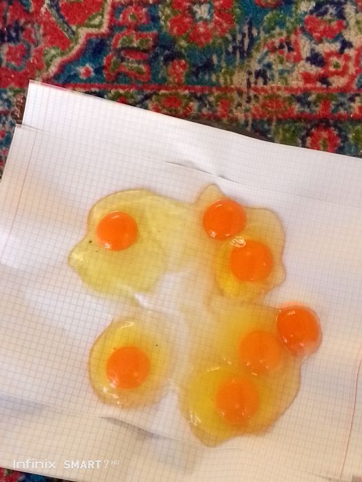 Uy sharoitida boqilga tovuq tuxumi bor