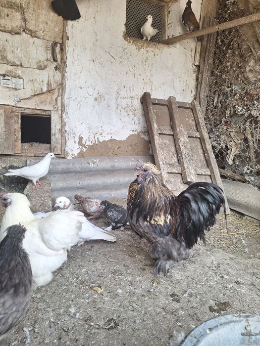 Петух карликовый