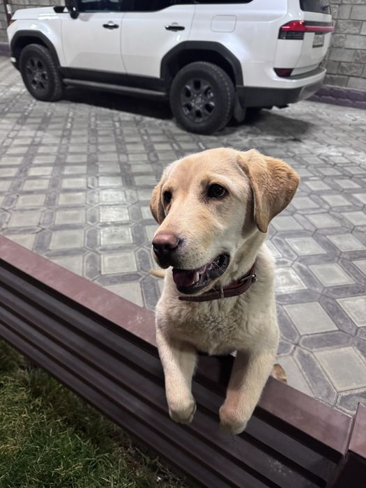 СРОЧНО! Лабрадор ретривер 9 мес. (Пират)