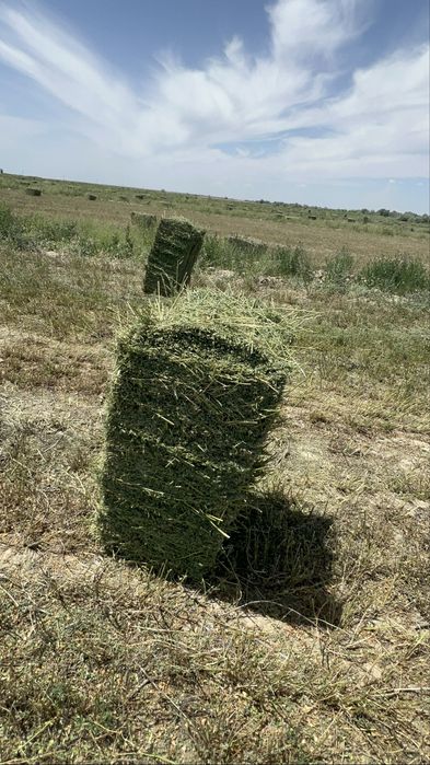 Сено люцерны в тюках