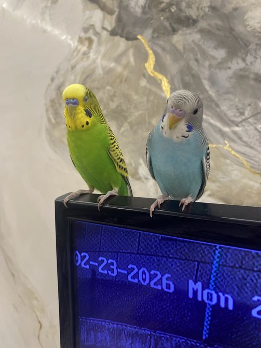 Папугай  ручной волнистый