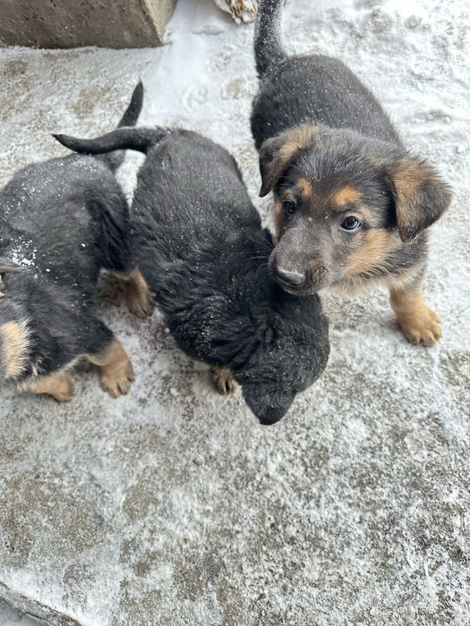 Продаем щенков немецкой овчарки